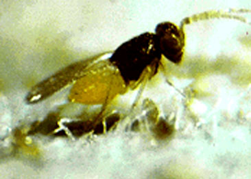 麗蚜小蜂